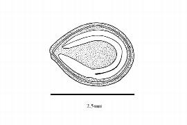   Embryo:   Morus alba ; Illustration by K. Parker, Kirkbride et al. (2006)
